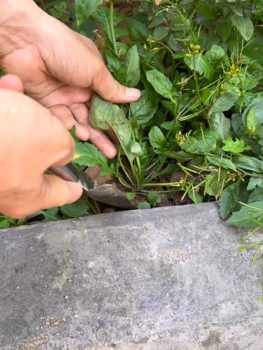 塘葛菜是一种特别的野菜,它有鲜美的味道和独特的清香