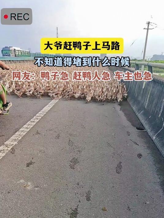 大爷赶鸭子上马路,不知道得堵到什么时候
