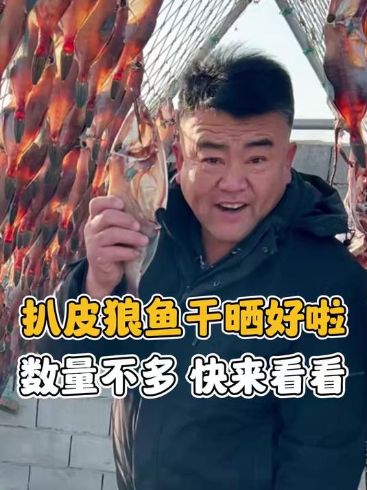扒皮狼鱼干晒好啦 数量不多快来看看