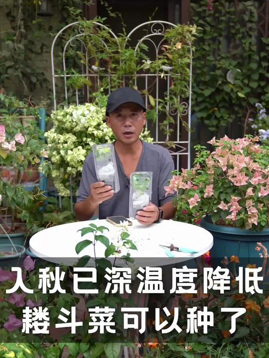 入秋已深温度降低，耧斗菜可以种了，花朵耐看不输月季