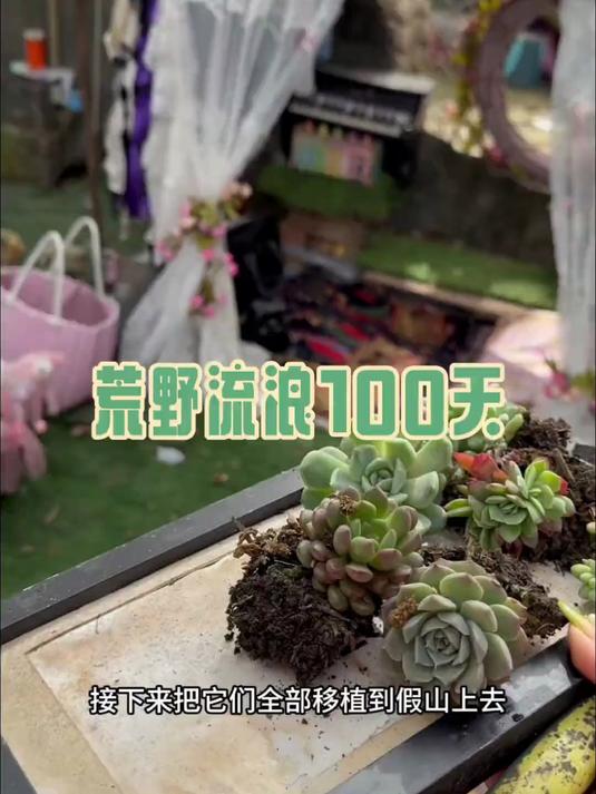 多肉假山建造完成