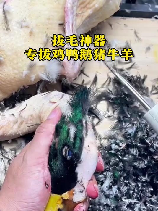 孩子给的拔毛器,还以为是忽悠人的,结果8秒鸭子变成了秃子!