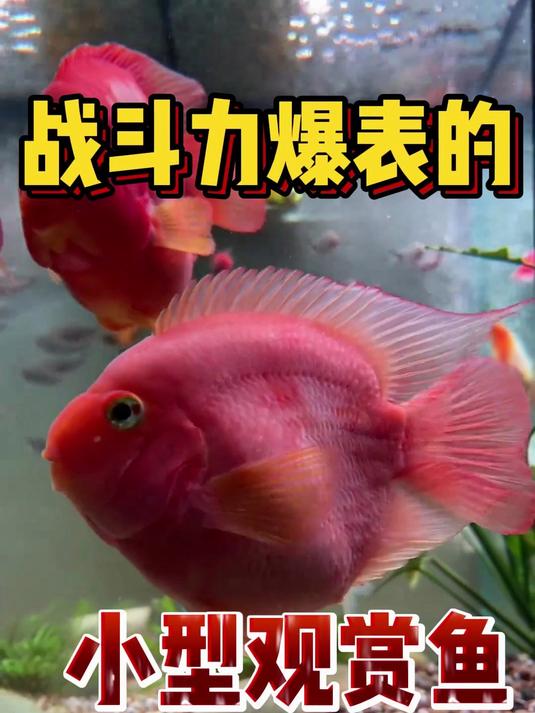 战斗力爆表的小型观赏鱼