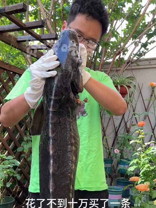 花了不到十万买了一条 人工养殖的鲟鱼，做个鱼子酱