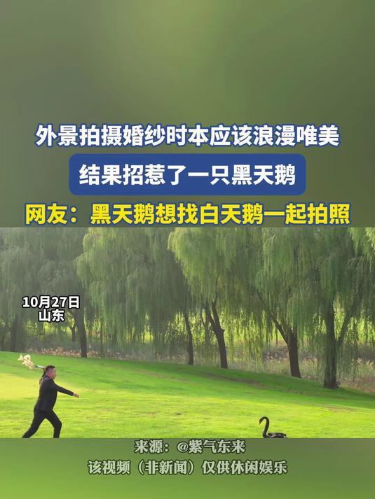 外景拍摄婚纱时本应该浪漫唯美,结果招惹了一只黑天鹅