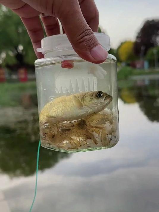 儿童户外捕鱼神器！倒须抓鱼瓶自动困鱼，安全有趣亲近大自然