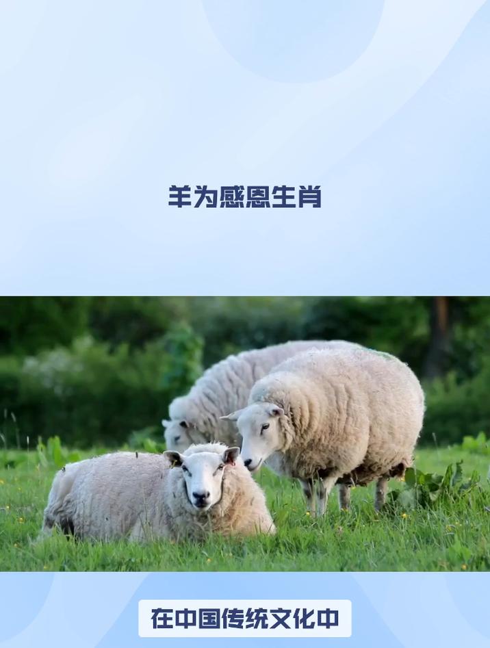 什么生肖感恩情