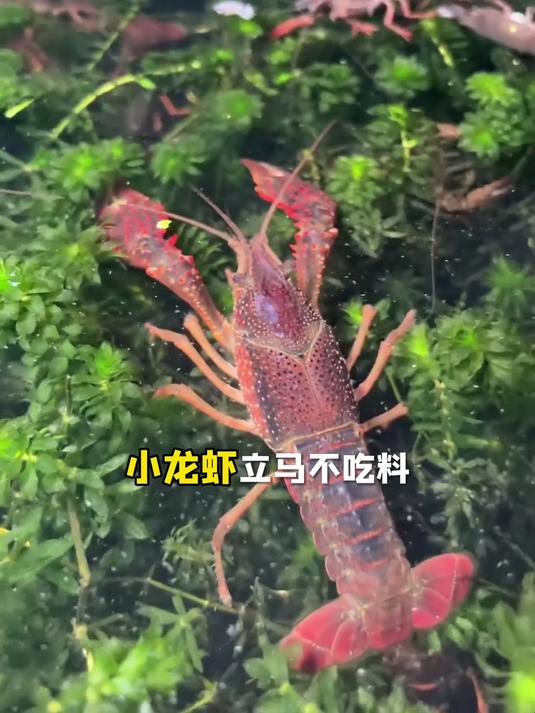 养殖最贵的不是饲料,而是缺氧!#螃蟹养殖# #小龙虾养殖# #水产养殖技术# #三农养殖#
