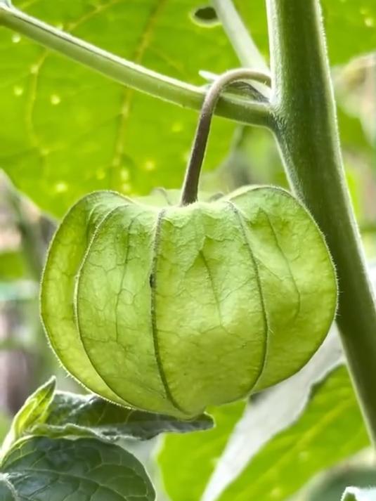记录：我的盆栽蔬菜进入快速生长期