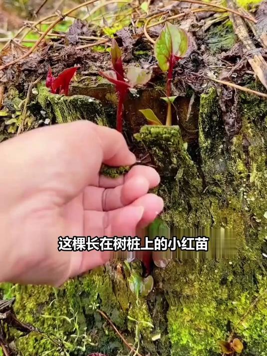 这些野草你认识几种?农村常见的美味野菜,城里人可能都没见过!