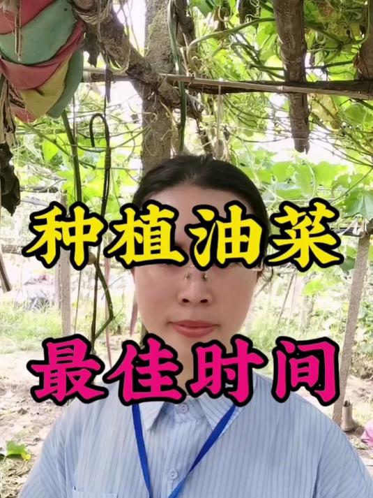油菜种植 #农业种植#