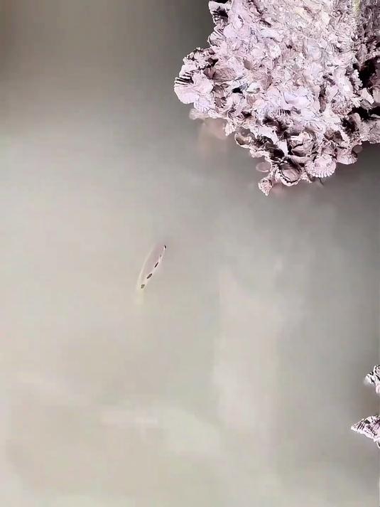 这是什么鱼?