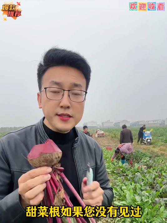 红甜菜根也叫火焰菜红菜头颜色艳丽纤维少质地柔嫩营养丰富