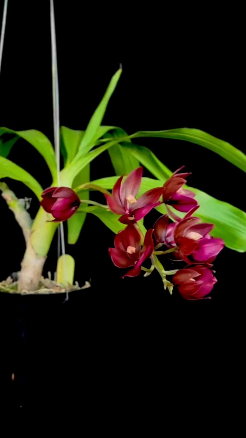 天鹅兰红花,大家欣赏