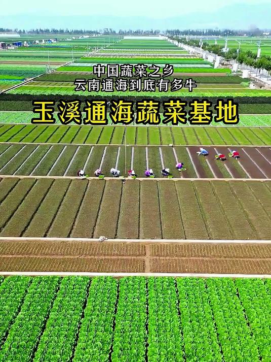 这里是国内最大的蔬菜基地——云南通海,蔬菜远销国内外