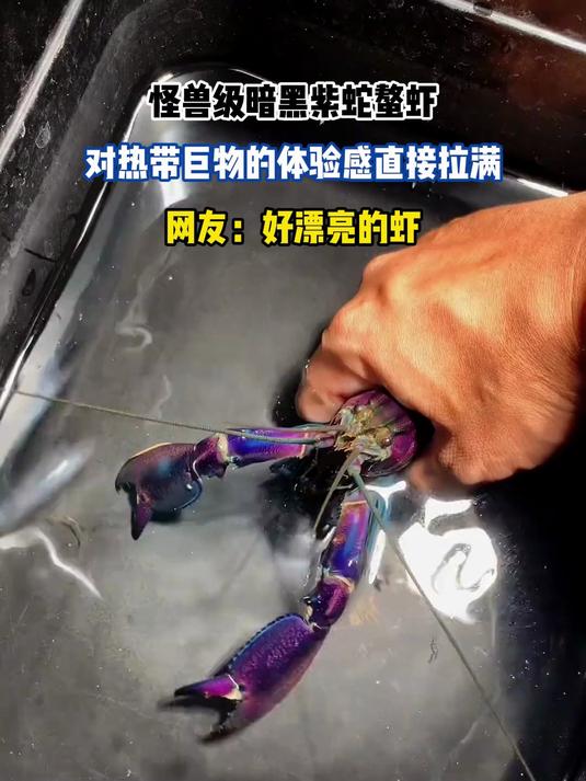 怪兽级暗黑紫蛇螯虾，对热带巨物的体验感直接拉满
