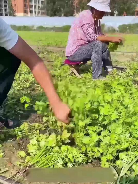 小叶香菜种登场,烹饪提香就靠它