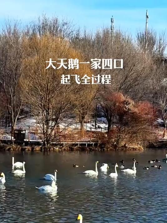 天鹅一家四口默契十足,齐齐点头准备起飞