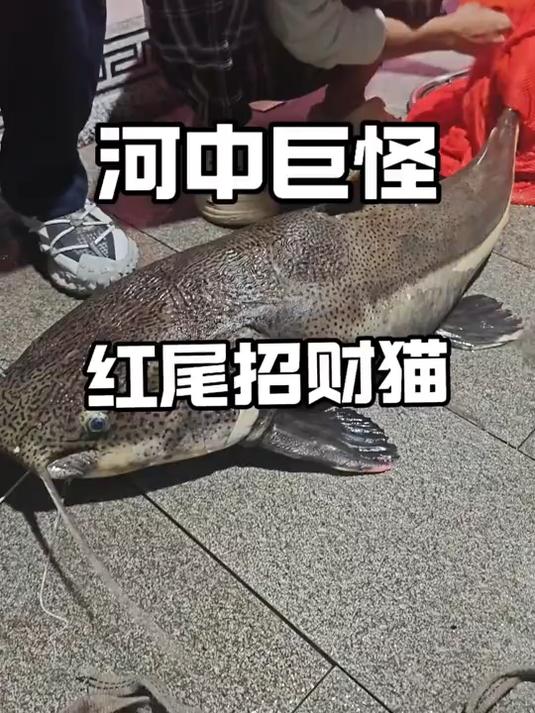 挑战1.2米超大招财猫 亚马逊猛鱼 招财猫鱼