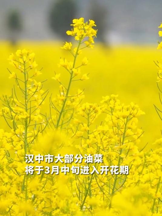 绝美油菜花海快上线了