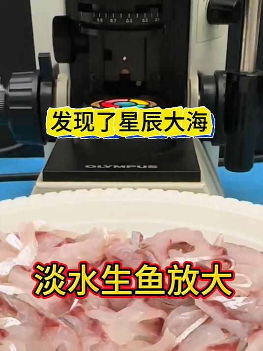 淡水鱼生的放大
