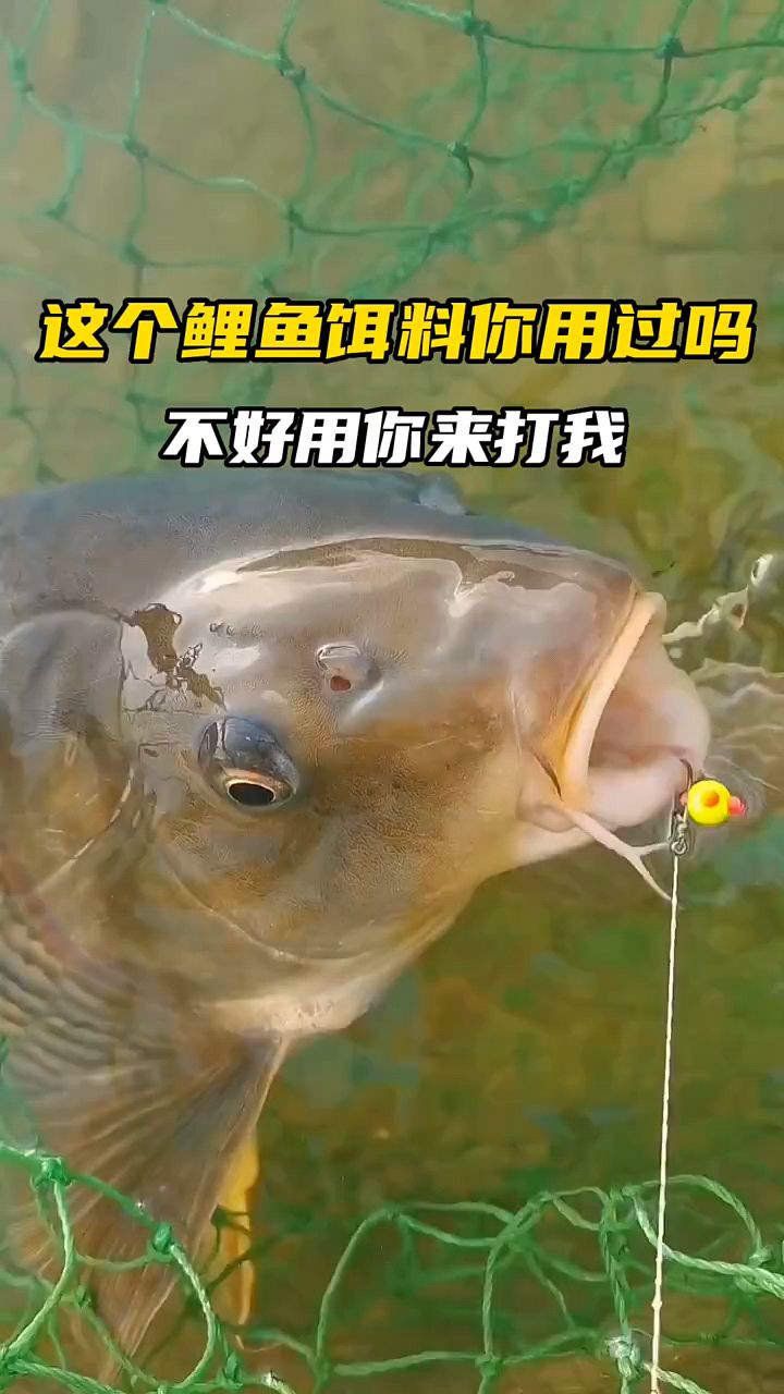 野钓鲤鱼饵料配方大揭秘!