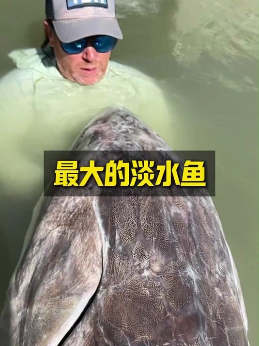 鲟龙鱼是最大的淡水鱼之一，也是一种非常古老的鱼类！