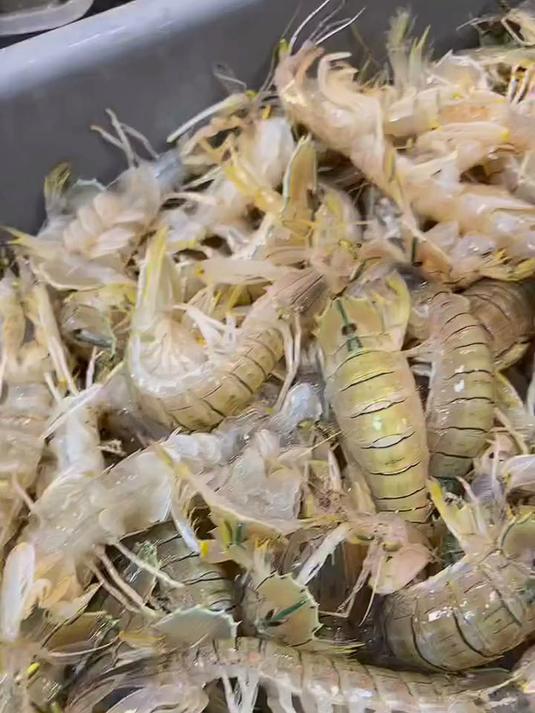 海蕴极鲜「活鲜」鲜活富贵虾 新鲜泰国进口巨型皮皮虾活虾烧烤年货春节 1000g(4-6只)