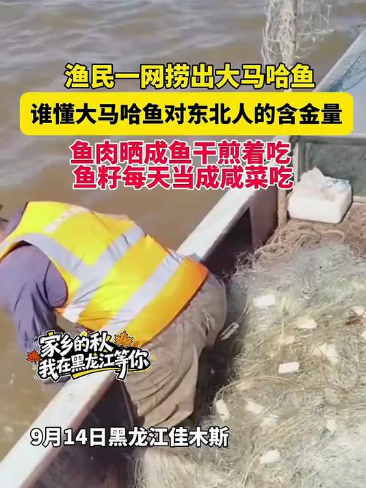 9月14日黑龙江佳木斯,渔民一网捞出大马哈鱼