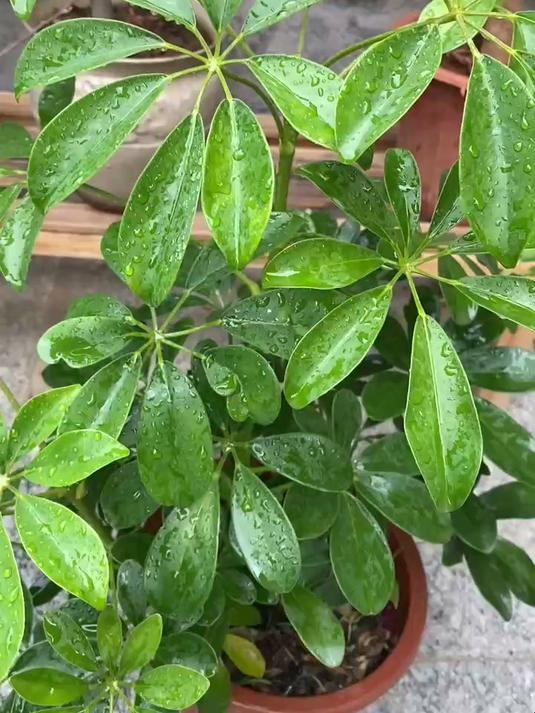 想要养好鸭掌木,要记住这5句话