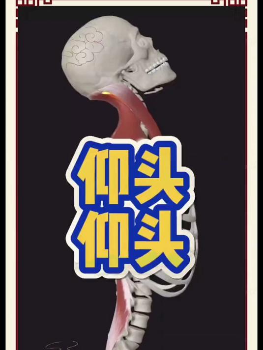 颈部肌肉群体对颈肩有哪些影响#人体解剖学##按摩放松##改善肩颈#