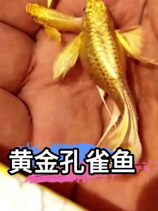 黄金孔雀鱼,年画中游出的贵族!金光闪闪,游动似金条!