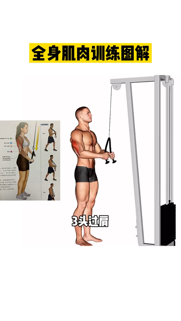全身肌肉图解书籍