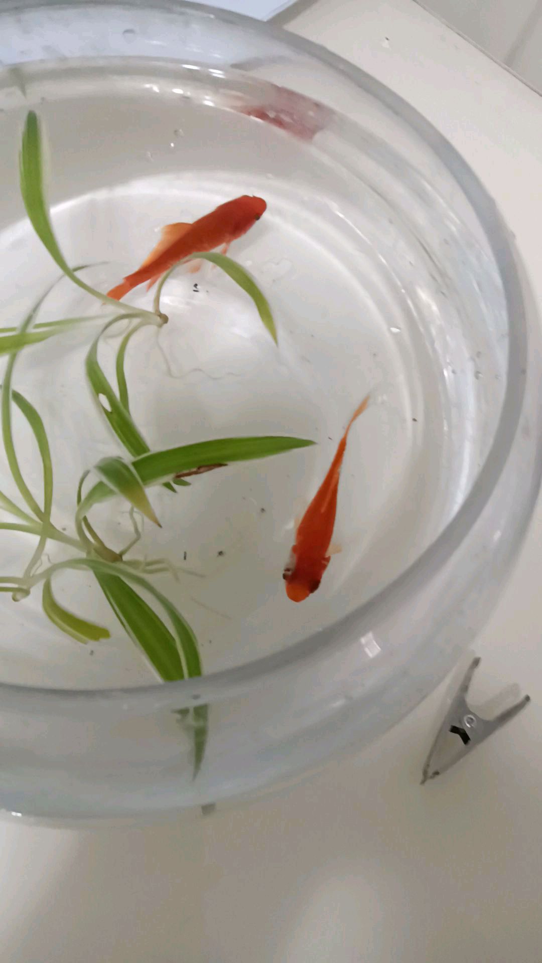 顽强的鱼坚强小红:头部溃烂一半,依旧活着
