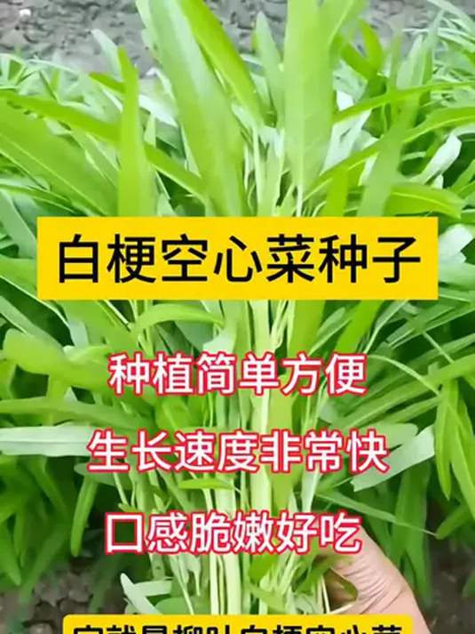 白梗空心菜:易种速长口感佳 阳台小院皆可行