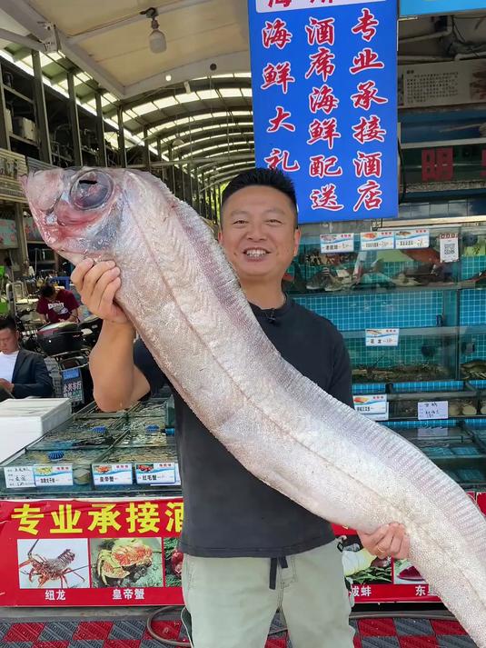不是龙宫使者皇带鱼（地震鱼）。它是美味而且稀有的石川粗鳍鱼