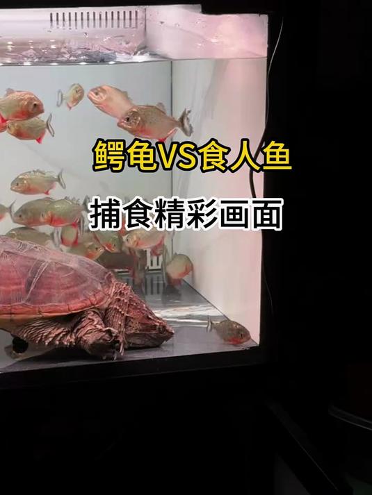 食人鱼vs鳄龟