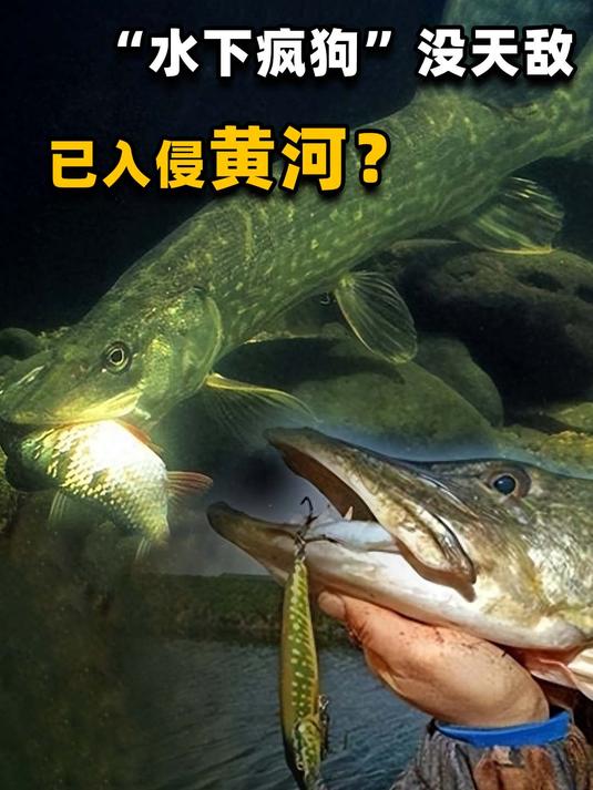 吃同类和儿女的狗鱼,竟是“长寿鱼”?原产新疆现在却跑到黄河?