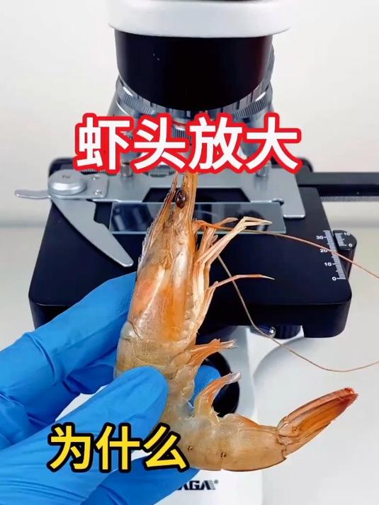 虾头里面有什么?为什么不能吃?真的有虾黄吗?
