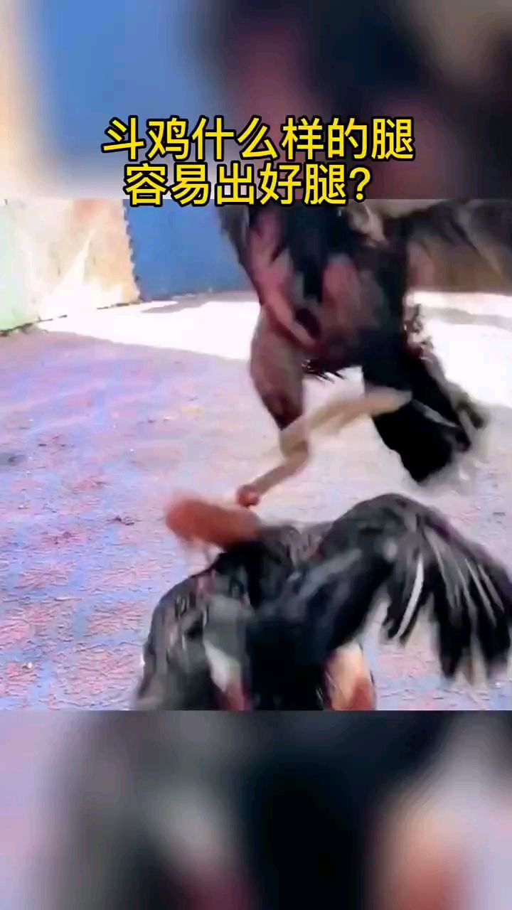 腿好的斗鸡有什么特点
