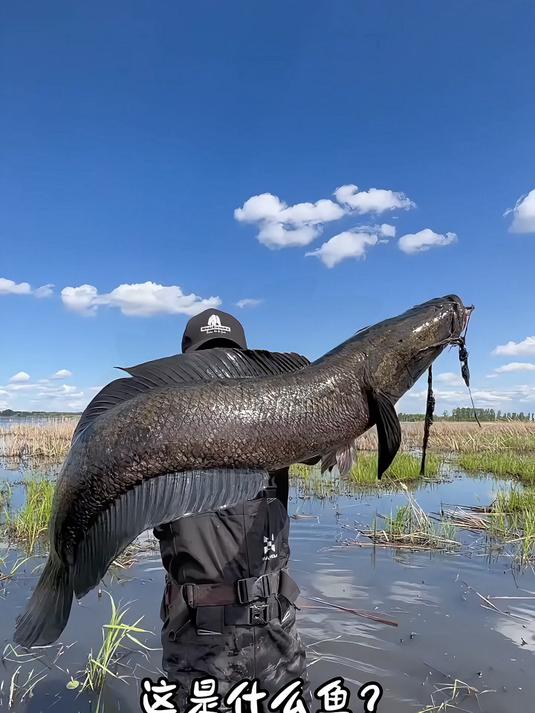 不同的淡水鱼，你都认识哪几种呀？