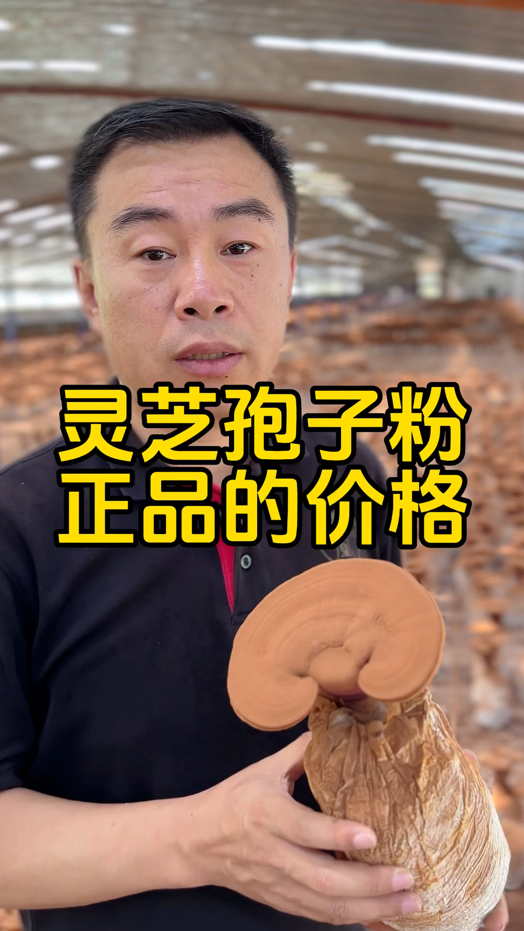 破壁灵芝孢子粉的价格多少钱一斤