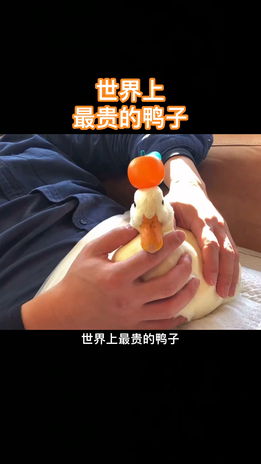 世界上最贵的鸭子