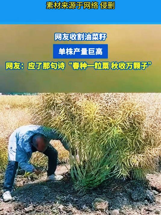 收割油菜籽