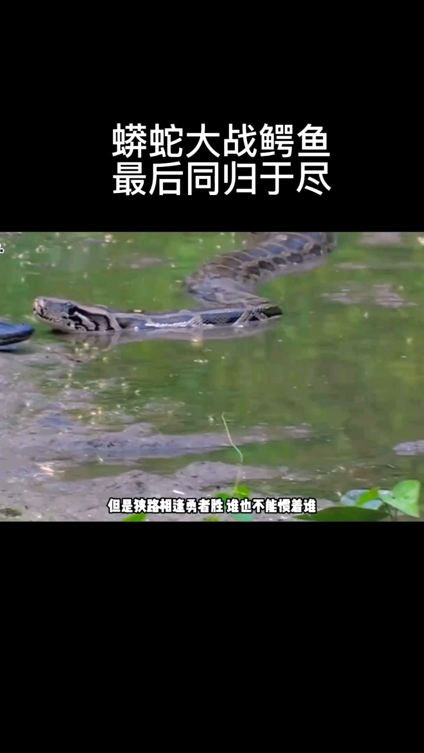 蟒蛇大战鳄鱼,最后同归于尽。