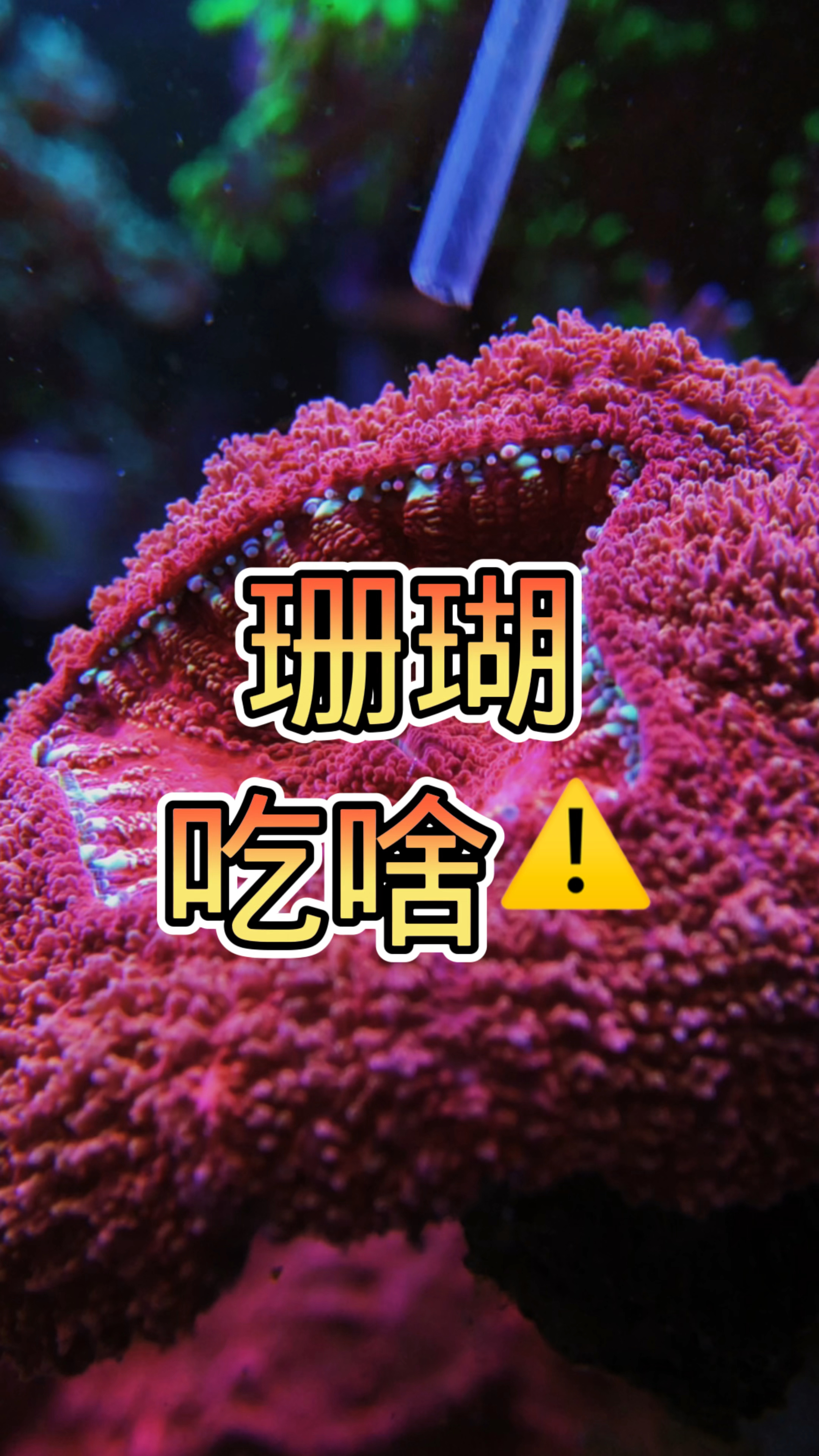 珊瑚吃啥 #海缸 #海水鱼
