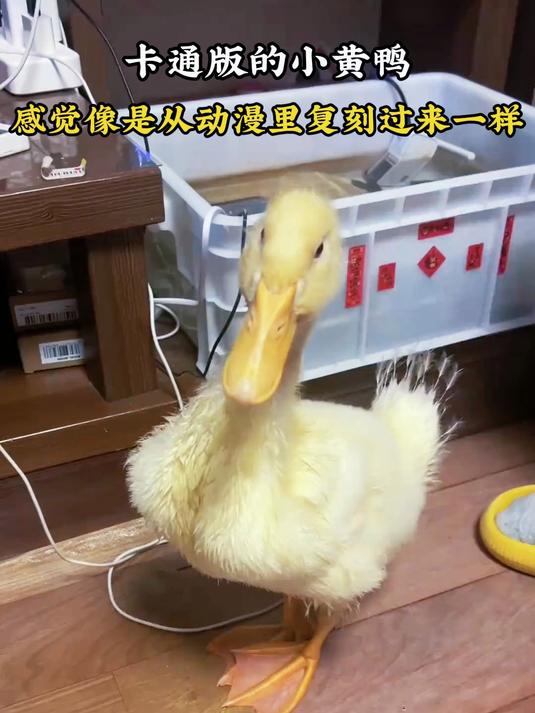 卡通版的小黄鸭,感觉像是从动漫里复刻过来一样
