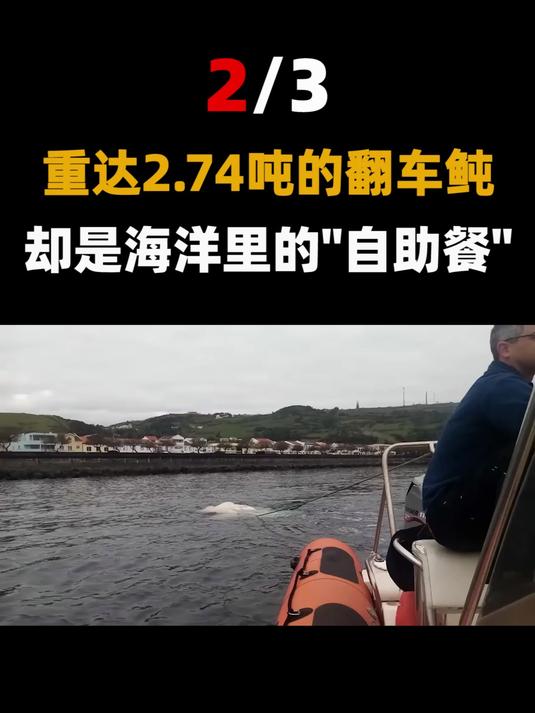 世界上最重的硬骨鱼,身长3米以上,重达2.74吨,渔民却不想捕到