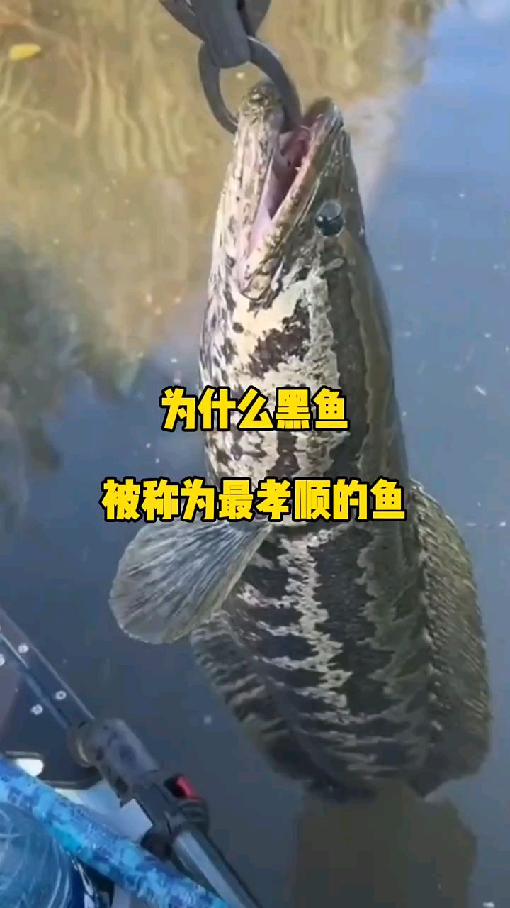 为什么黑鱼被称为最孝顺的鱼