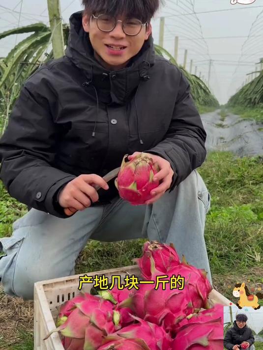 不打药泡药个头大甜度高汁水足!吃起来果肉软嫩细腻真的好好吃!#金都一号红心火龙果#